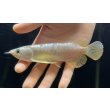 画像2: 紅尾金龍　FOREVER Arowana Aquaculture(3） (2)