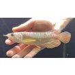 画像2: 紅尾金龍　FOREVER Arowana Aquaculture(2） (2)