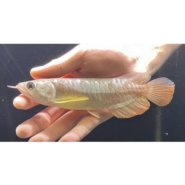 画像2: 紅尾金龍　FOREVER Arowana Aquaculture(2） (2)