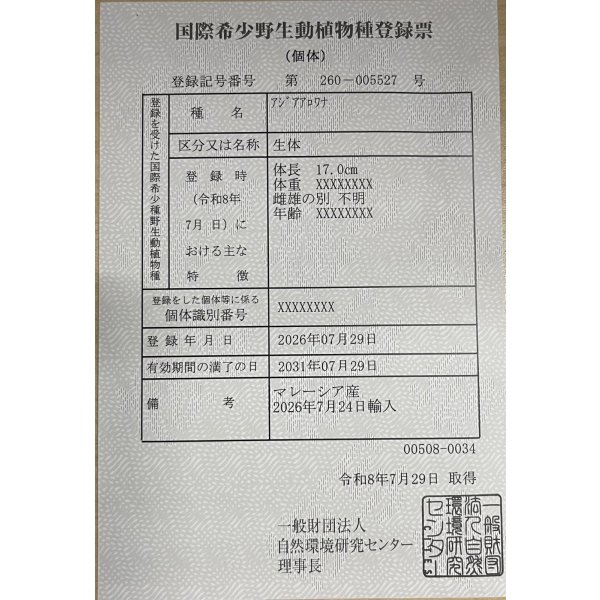 画像6: 紅尾金龍　FOREVER Arowana Aquaculture(1） (6)