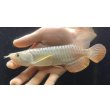画像2: 紅尾金龍　FOREVER Arowana Aquaculture(1） (2)