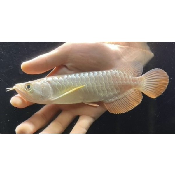 画像2: 紅尾金龍　FOREVER Arowana Aquaculture(1） (2)