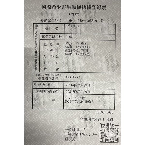 画像6: 過背金龍レディアンスゴールド　FOREVER ArowanaAquaculture(10) (6)