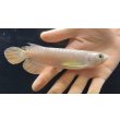 画像1: 紅尾金龍　FOREVER Arowana Aquaculture(5） (1)