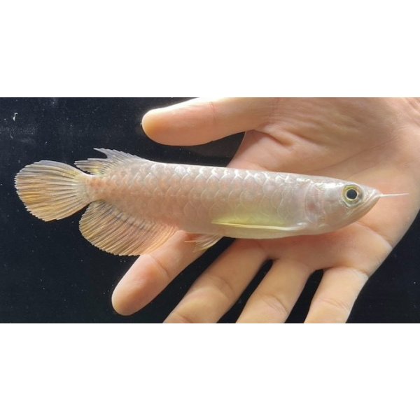 画像1: 紅尾金龍　FOREVER Arowana Aquaculture(5） (1)