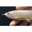 画像4: 紅尾金龍　FOREVER Arowana Aquaculture(6） (4)