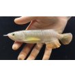 画像2: 紅尾金龍　FOREVER Arowana Aquaculture(6） (2)