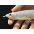 画像4: 紅尾金龍　FOREVER Arowana Aquaculture(5） (4)