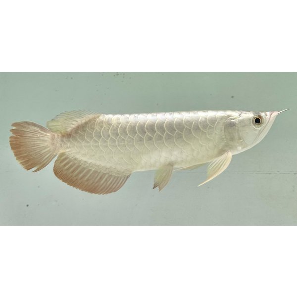 画像2: 過背金龍レディアンスゴールド　FOREVER ArowanaAquaculture(9) (2)