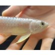 画像3: 紅尾金龍　FOREVER Arowana Aquaculture(3） (3)