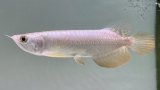 画像: 過背金龍　FOREVER ArowanaAquaculture(8)