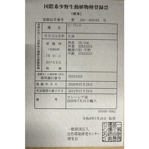 画像6: 過背金龍　FOREVER ArowanaAquaculture(8) (6)