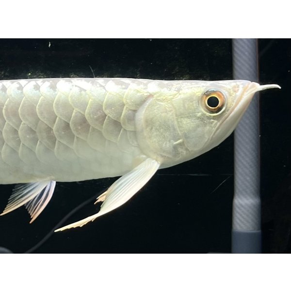 画像4: 過背金龍レディアンスゴールド　FOREVER ArowanaAquaculture(8) (4)