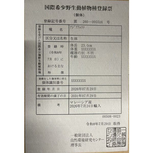 画像6: 過背金龍レディアンスゴールド　FOREVER ArowanaAquaculture(8) (6)