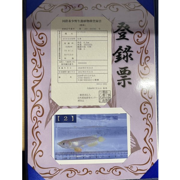 画像3: 過背金龍　ピンポイント国内繁殖個体(2) (3)