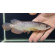 画像2: 紅尾金龍　FOREVER Arowana Aquaculture(1） (2)
