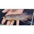 画像1: 紅尾金龍　FOREVER Arowana Aquaculture(1） (1)