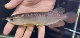 画像: 紅尾金龍　FOREVER Arowana Aquaculture(1）