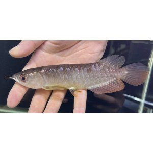 画像: 紅尾金龍　FOREVER Arowana Aquaculture(1）