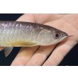 画像4: 紅尾金龍　FOREVER Arowana Aquaculture(1） (4)