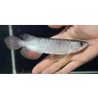画像2: 紅尾金龍　FOREVER Arowana Aquaculture(2） (2)