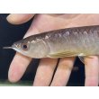 画像3: 紅尾金龍　FOREVER Arowana Aquaculture(1） (3)