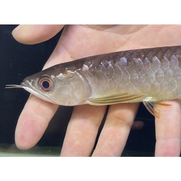 画像3: 紅尾金龍　FOREVER Arowana Aquaculture(1） (3)