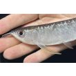 画像3: 紅尾金龍　FOREVER Arowana Aquaculture(2） (3)