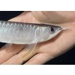 画像4: 紅尾金龍　FOREVER Arowana Aquaculture(2） (4)