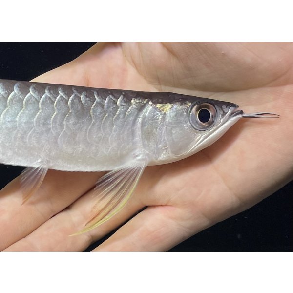 画像4: 紅尾金龍　FOREVER Arowana Aquaculture(2） (4)