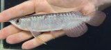 画像: 紅尾金龍　FOREVER Arowana Aquaculture(2）