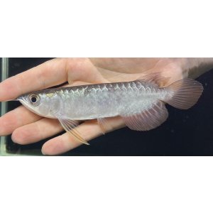画像: 紅尾金龍　FOREVER Arowana Aquaculture(2）