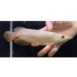 画像2: 紅尾金龍　FOREVER Arowana Aquaculture(8） (2)