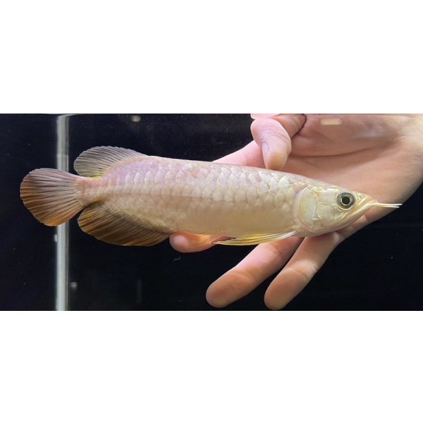 画像2: 紅尾金龍　FOREVER Arowana Aquaculture(8） (2)