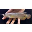 画像1: 紅尾金龍　FOREVER Arowana Aquaculture(16） (1)