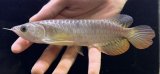 画像: 紅尾金龍　FOREVER Arowana Aquaculture(16）