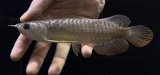 画像: 紅尾金龍　FOREVER Arowana Aquaculture(10）