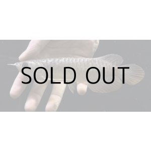 画像: 紅尾金龍　FOREVER Arowana Aquaculture(10）