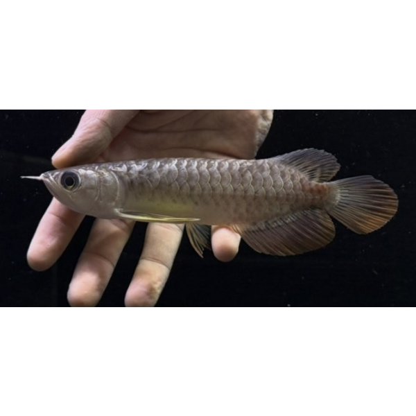画像1: 紅尾金龍　FOREVER Arowana Aquaculture(10） (1)