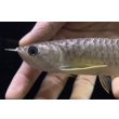 画像3: 紅尾金龍　FOREVER Arowana Aquaculture(10） (3)