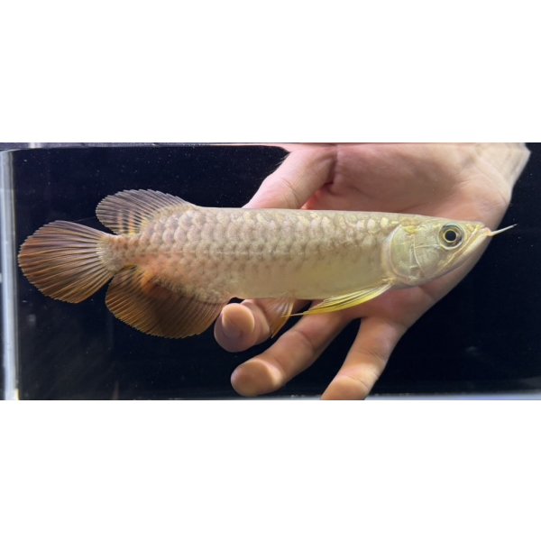 画像2: 紅尾金龍　FOREVER Arowana Aquaculture(12） (2)