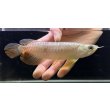 画像2: 紅尾金龍　FOREVER Arowana Aquaculture(5） (2)