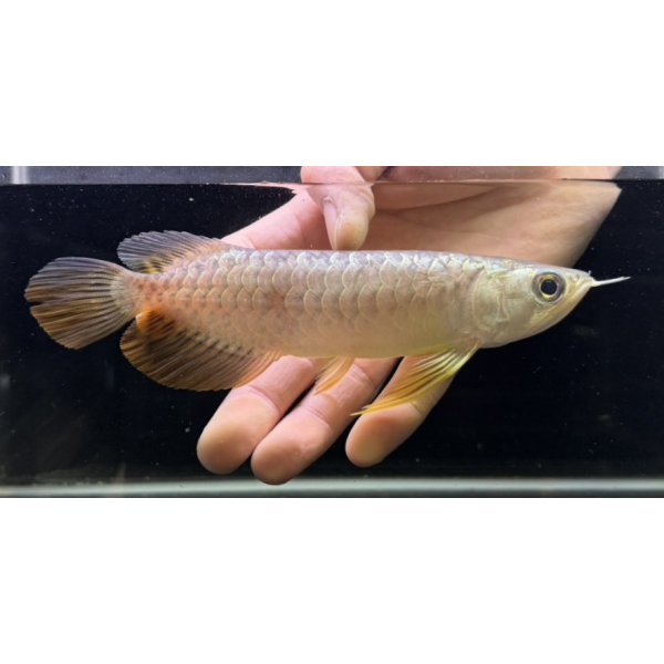 画像2: 紅尾金龍　FOREVER Arowana Aquaculture(5） (2)