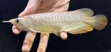 画像: 紅尾金龍　FOREVER Arowana Aquaculture(8）
