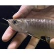 画像3: 紅尾金龍　FOREVER Arowana Aquaculture(13） (3)