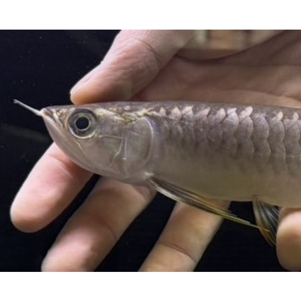 画像3: 紅尾金龍　FOREVER Arowana Aquaculture(13） (3)