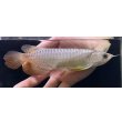 画像2: 紅尾金龍　FOREVER Arowana Aquaculture(16） (2)