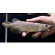 画像2: 紅尾金龍　FOREVER Arowana Aquaculture(13） (2)