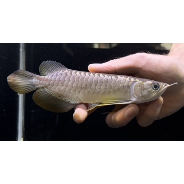 画像2: 紅尾金龍　FOREVER Arowana Aquaculture(13） (2)