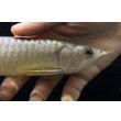 画像4: 紅尾金龍　FOREVER Arowana Aquaculture(9） (4)